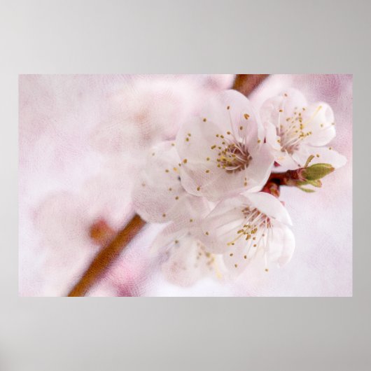 zachtheid van de lente poster (Voorkant)