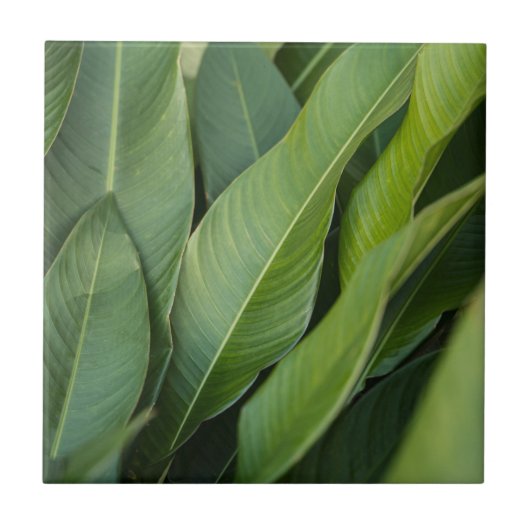 Zachts tropische groene bladeren botanisch tegeltje (Voorkant)