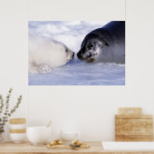 Zadelrob moeder met jong poster (Keuken)