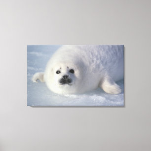 Zadelrob (Phoca groenlandica) Een week-oude zadelr Canvas Afdruk