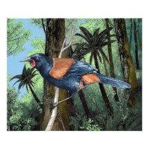 zadelvogel uit het bos