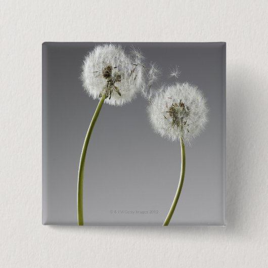 Zaden die twee andelions verbinden vierkante button 5,1 cm (Voorkant)