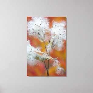 Zaden van zijdeplant in de herfst, Canada Canvas Afdruk