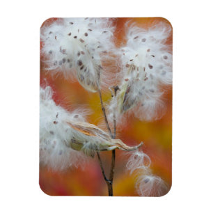 Zaden van zijdeplant in de herfst, Canada Magneet