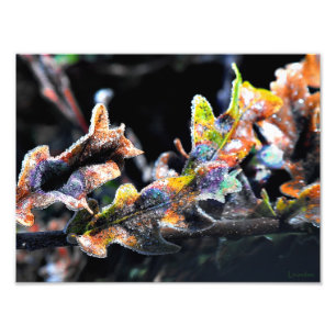 Zak Fairy Frosting Foto Afdruk