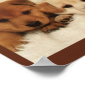 Zal adoptie je eerste optie zijn? poster (Hoek)