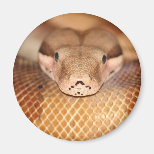 Zalm Boa Magnet Magneet (Voorkant)