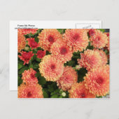 Zalm Verkleurde Mums Briefkaart (Voorkant / Achterkant)