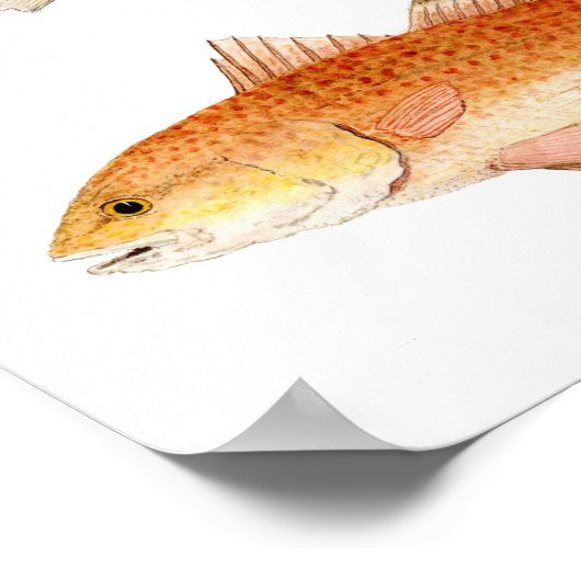 Zaltwaterwild vis — snoek, zeeforel en roodbaars poster (Hoek)