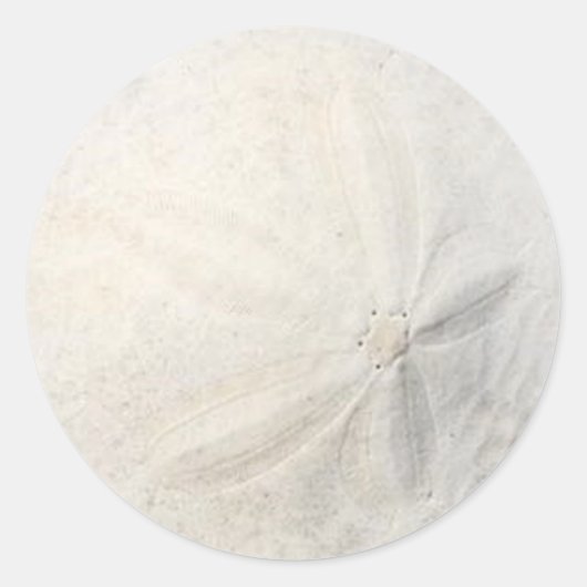 Zand Dollar Feest Ronde Sticker (Voorkant)