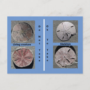Zand-dollarBriefkaart Briefkaart