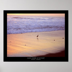 Zand Piper op zonsondergang : Ventura - Californi Poster