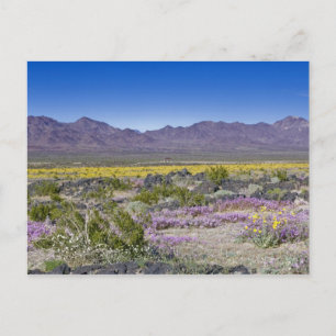 Zand Verbena & Desert Gold bij Amboy Krater, CA, Briefkaart