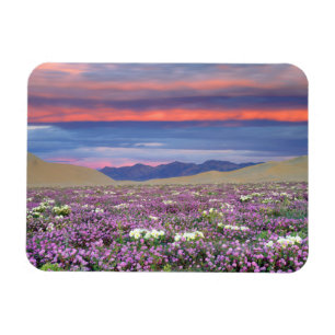 Zand Verbena & Duin Sleutelbloem Wilde Bloemen bij Magneet
