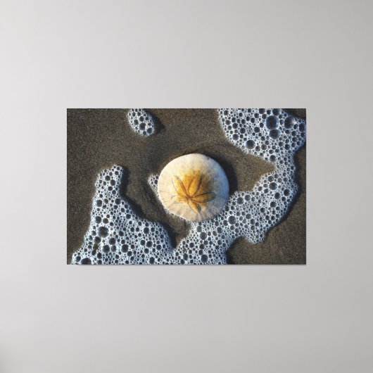 Zanddollar in de foto van het Surf strand Canvas Afdruk (Voorkant)