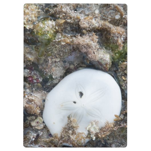 Zanddollar in het Fiji-rif bij laag tij Klembord (Achterkant)