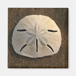 Zanddollar (kleur) magneet