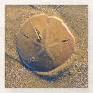 Zanddollar op strand   Hilton Head Island Glazen Onderzetter