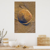 Zanddollar op strand | Hilton Head Island Poster (Keuken)