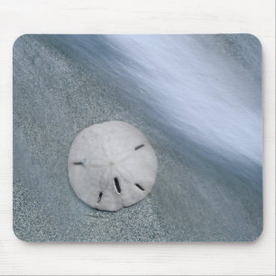 Zanddollar op strand   Sanibel Island, Florida Muismat