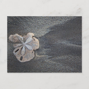 Zanddollar op zand briefkaart