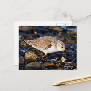 Zanderende Sandpiper Dines op Clam bij Beach Briefkaart