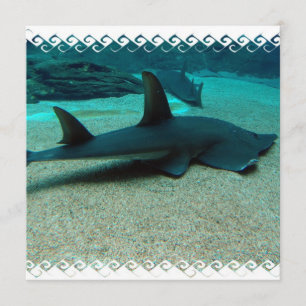 Zandhaaienuitvindingen Kaart