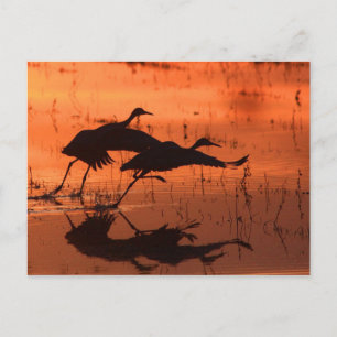 Zandheuvelkraan Zonsondergang Briefkaart