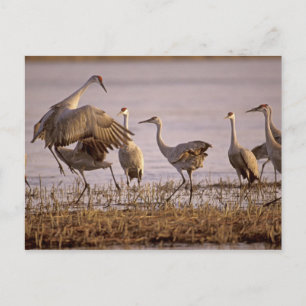 Zandheuvelkraanvogels Grus canadensis) Platte Briefkaart