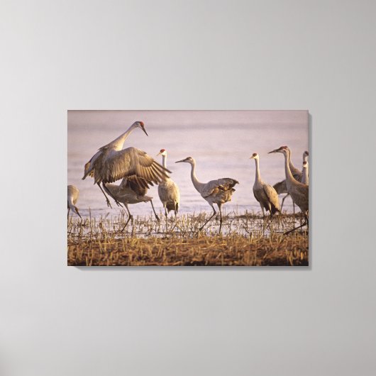 Zandheuvelkraanvogels Grus canadensis) Platte Canvas Afdruk (Voorkant)