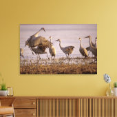 Zandheuvelkraanvogels Grus canadensis) Platte Canvas Afdruk (Insitu (Woonkamer))