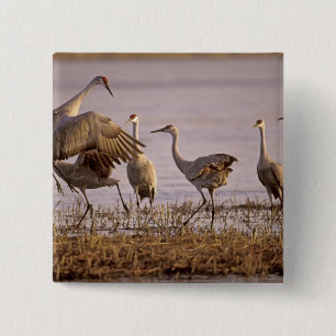 Zandheuvelkraanvogels Grus canadensis) Platte Vierkante Button 5,1 Cm