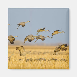 Zandheuvelkraanvogels landen in maïsvelden magneet