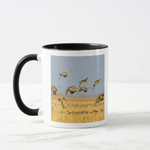Zandheuvelkraanvogels landen in maïsvelden mok