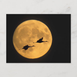 Zandkraanvogels Nationaal Reservaat voor Wilde D Briefkaart