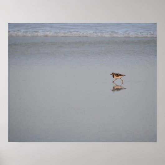 Zandpiper loopt langs het strand poster (Voorkant)