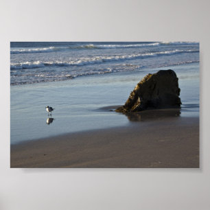 Zandpiper op de strand poster