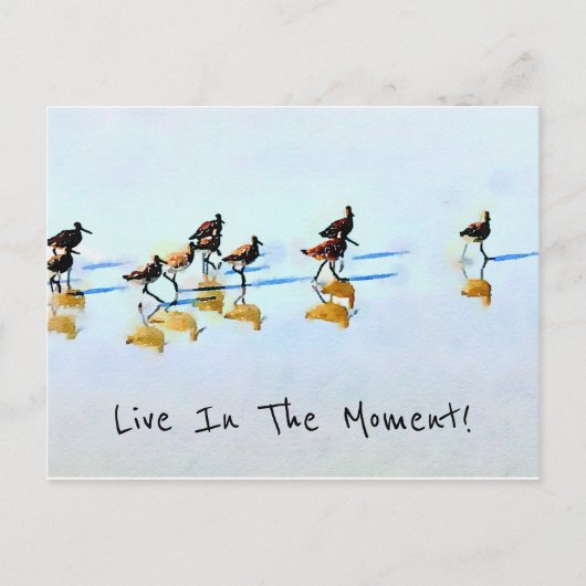 Zandpipers op Hilton Head Beach Briefkaart (Voorkant)