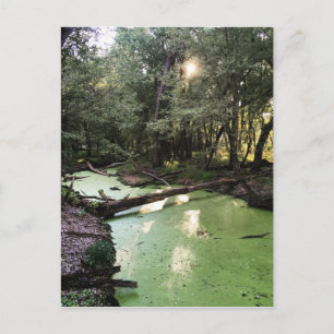 zandpuntspoor briefkaart