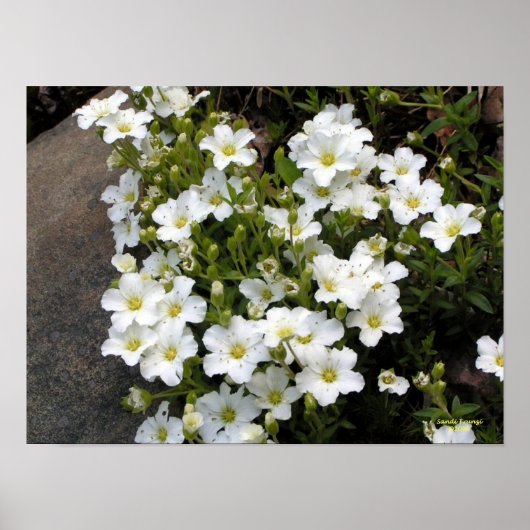 Zandwort Poster (Voorkant)