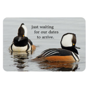 Zangers in het Making: Gedekte Mergansers Magneet