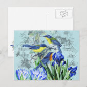 zangvogels Apparel en Gifts Briefkaart (Voorkant / Achterkant)