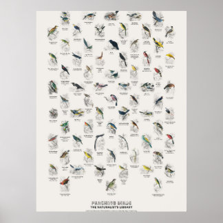 Zangvogels - Naturalist's Library Poster