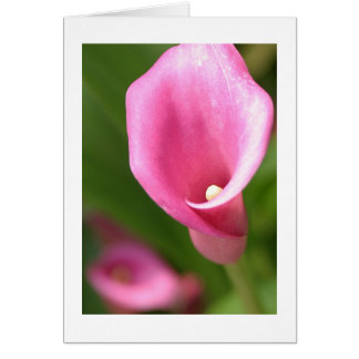 Zantedeschia