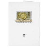 Zantedeschia blanc simple (Dos)