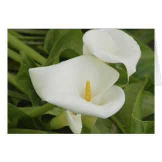 Zantedeschia dans la carte de pluie
