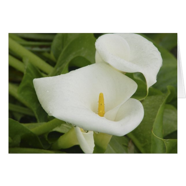 Zantedeschia dans la carte de pluie (Devant horizontal)