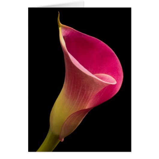Zantedeschia sur le noir (Devant)