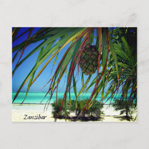 Zanzibar Beach Palm Trees , Africa Briefkaart