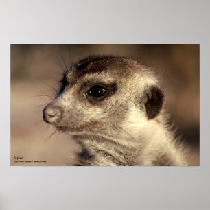 Zaphod Poster - Royal Whiskers Collectie